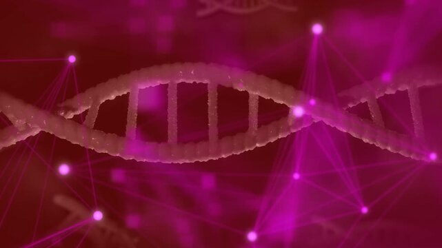 Pulsing magenta causing DNA helix swaying, moving close as nodes pulsing, forming net showing form