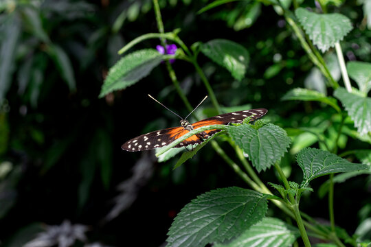 Tiger Longwing (Heliconius ismenius) butterfly with open wings sitting on green leaves