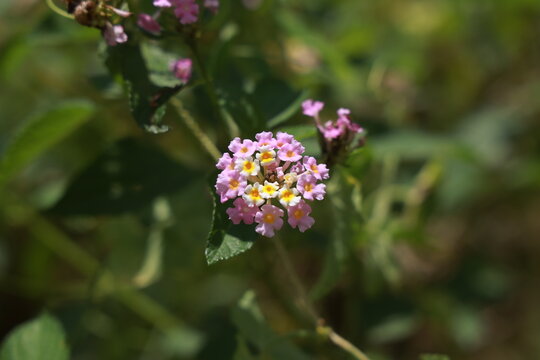 single lantana or tickberry or Ari poo in the morning sun light. putus flower on the plant