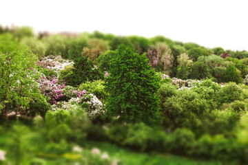 Obraz premium Panoramic view of blooming spring park with lush green trees and fresh vibrant foliage. Scenic natural landscape with flowering branches, rich greenery and peaceful seasonal atmosphere.