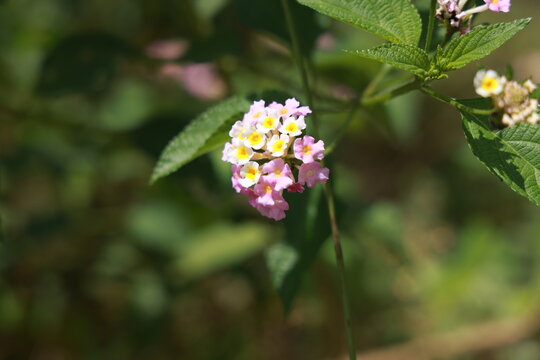 single lantana or tickberry or Ari poo in the morning sun light. putus flower on the plant