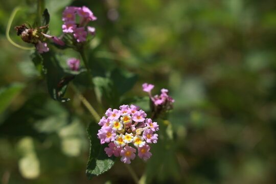 single lantana or tickberry or Ari poo in the morning sun light. putus flower on the plant