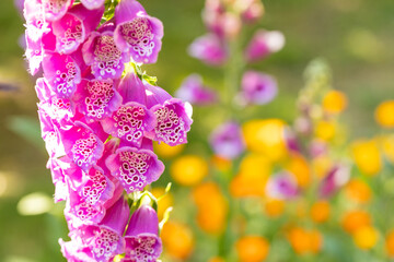 Close up of blooming pink foxglove flowers in summer garden. Digitalis purpurea blossom with soft blurred bokeh background. © Rochu_2008