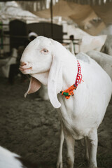 Fototapeta premium Eid ul adha white goat wearing colorful collar with animal husbandry livestock agriculture domestic colorful decoration ornament traditional celebration outdoors environment close-up