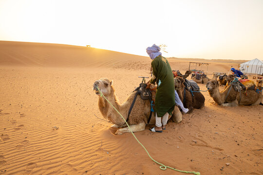 Traditional Camel Caravan in the Sahara Desert Near the Algerian Border