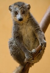 Naklejka premium Crowned lemur