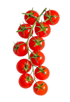 Fresh cherry tomatoes on the vine isolated background. Vertical food composition with natural red tomatoes and copy space.