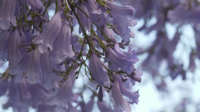 Purple jacaranda canopy viewed from below against sky reveals stunning Jacaranda mimosifolia spring bloom in Pretoria scene. Dreamy upward footage ideal for South Africa tourism, Sydney travel content
