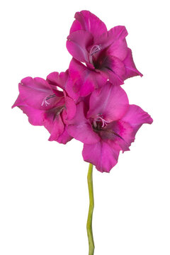 gladiolus flower isolated