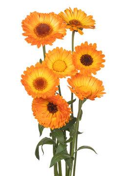English Marigold Flower