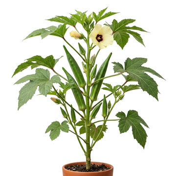 Okra plant with ripe pods and white flower in a pot vegetable agriculture