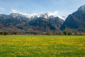 Fototapeta premium Green Alpine Meadow with Yellow Dandelions, Snow-Capped Alps and Blue Sky