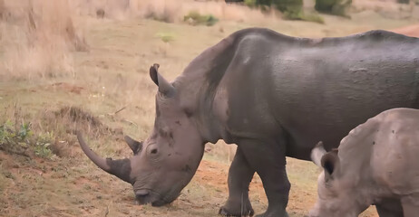 ​A large muddy white rhino with a long horn grazing in the dry grass field during a safari © Somadiiy