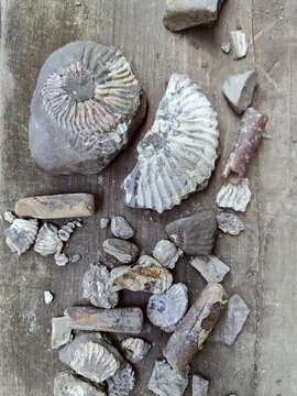 Fossilized remains of belemnites and ancient ammonites