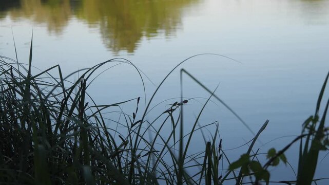 beautiful view of the lake in summer