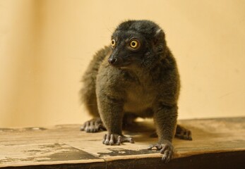 lemur in the zoo © Hana