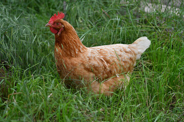 Free range chicken on green grass © Darko