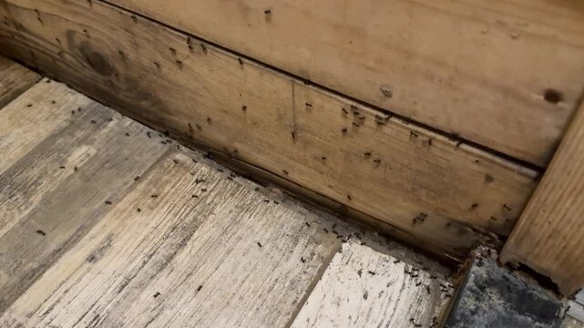 Indoor pest problem with black ants moving across wooden floor, walls and baseboards inside rustic cabin house with natural infestation scene.