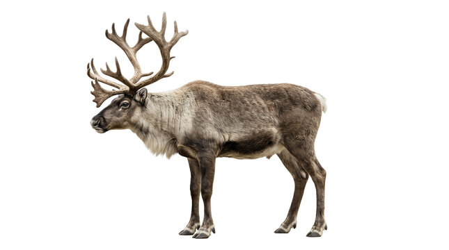 Caribou reindeer with large antlers isolated on transparent background