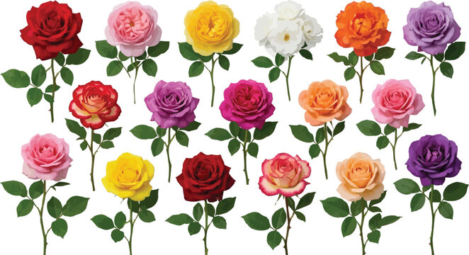 Colorful realistic rose flower collection with red pink yellow purple white and orange blossoms botanical floral vector illustration set