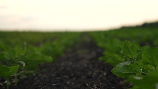 Agriculture, Sprouting crops in field, Systematic planting pattern, Fresh growth emerging, Soil and leaf close-up, Fieldwork in spring, Upcoming harvest scene, First stage of crops, Farming in open