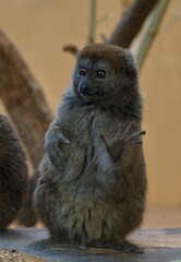 Naklejka premium lemur in the zoo