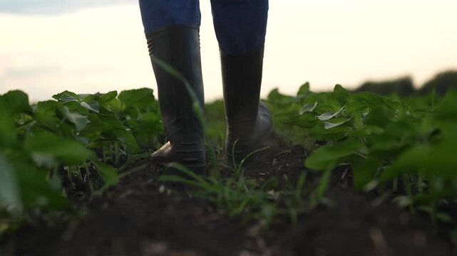 Agriculture, Focused farmer walking among seedlings, Lovingly tended plants around boots, Effectiveness of rubber boots on the farm, Fieldwork captured at sunrise, Daily farming rituals, Green