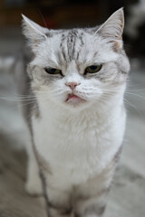 Obraz premium Close-up portrait of a light gray British Shorthair cat with plush short coat and round face, humorous sad facial expression and prominent whiskers, detailed feline headshot