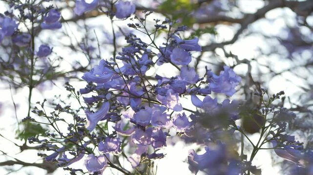 Purple jacaranda blossoms framed by tree branches create romantic floral scenery for wedding industry visuals, sustainable city branding and elegant seasonal advertising campaigns in Australia. 