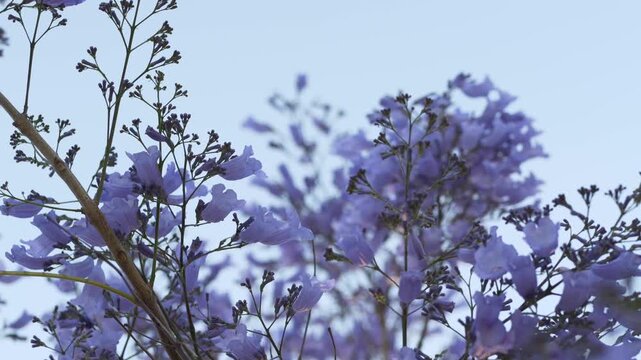 Blooming jacaranda tree branches symbolize natural growth and seasonal renewal, supporting wellness branding, eco business promotion and elegant spring lifestyle advertising.