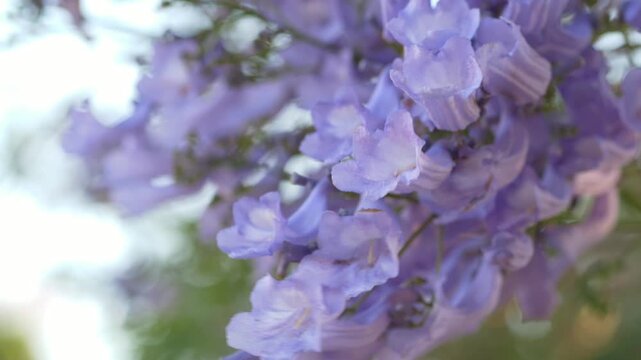 Blooming jacaranda tree branches symbolize seasonal renewal and natural growth, supporting luxury business visuals, spa advertising and environmentally inspired social media content.