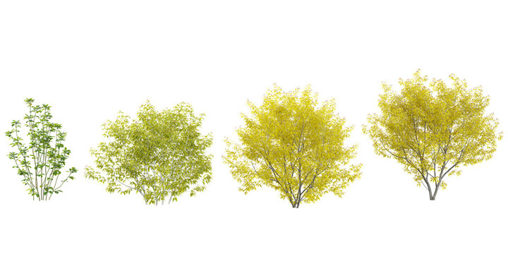 3d illustration of Trigonella,Sambucus plants on transparent background