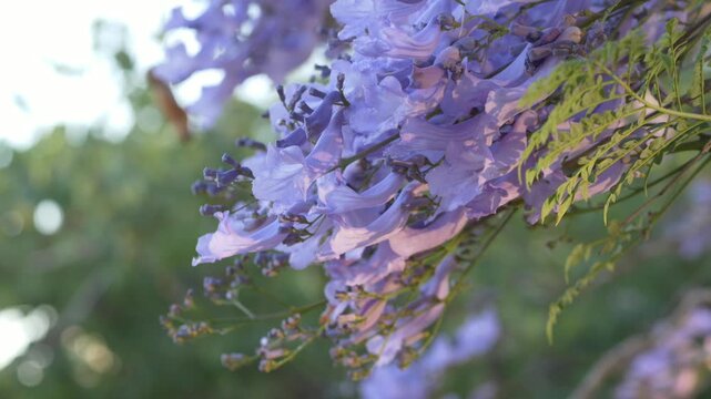 Soft jacaranda blossoms with purple floral texture create premium botanical atmosphere for perfume branding, wellness products, spa marketing and romantic seasonal advertising campaigns.