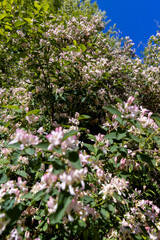 Obraz premium a shrub with red and white flowers in spring, fresh spring