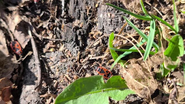 Macro footage of red soldier bugs moving across dry soil and tree bark in sunlight. Natural wildlife background with insects in their habitat, high resolution nature video.
