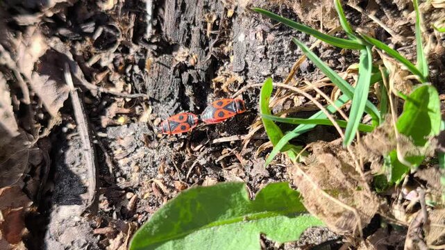 Macro footage of red soldier bugs moving across dry soil and tree bark in sunlight. Natural wildlife background with insects in their habitat, high resolution nature video.
