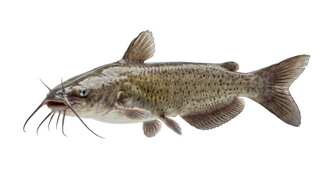Freshwater catfish with barbels isolated on transparent background