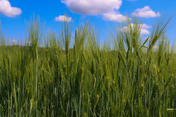 Obraz premium Wheat field close-up under fluffy clouds
