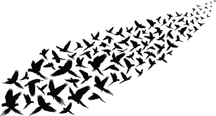 Flock of birds flying silhouette vector illustration of flying birds group in migration path isolated on white background © harry