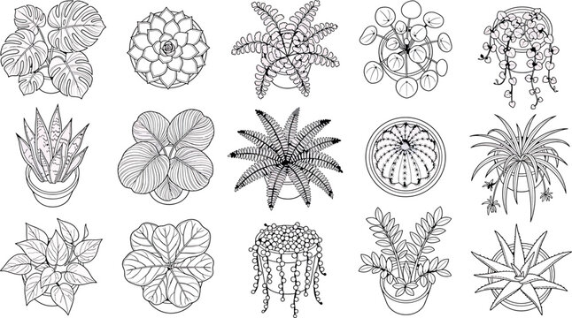 Set of hand drawn indoor house plants in pots, top view vector illustration of various potted plants isolated on white background