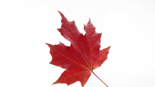 Single Red Maple Leaf on White Background, Autumn Season Symbol