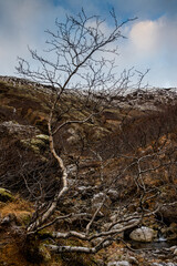 Fototapeta premium Bare tree in Icelandic landscape.