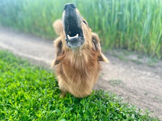 Fototapeta premium dog on the grass