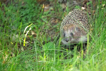 Hedgehog in a clearing © Janusz