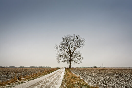 lonely tree in the snow