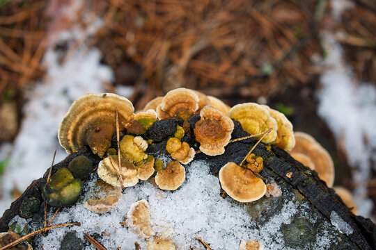 fungus on the trunk of a felled tree in the forest.