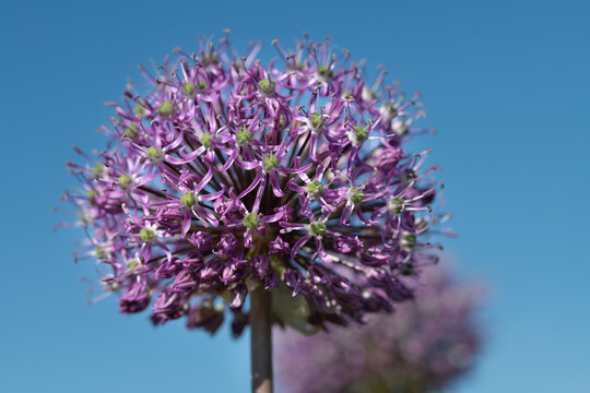 A close-up of the flowers of purple leeks blooming against a blue sky.