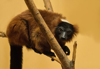 Red ruffed lemur © Hana