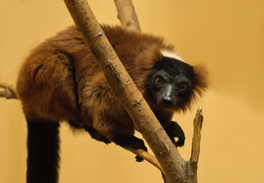 Red ruffed lemur