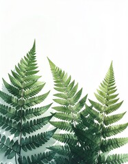 Obraz premium Green Fern Leaves on Clean White Backdrop in Natural Lighting Style